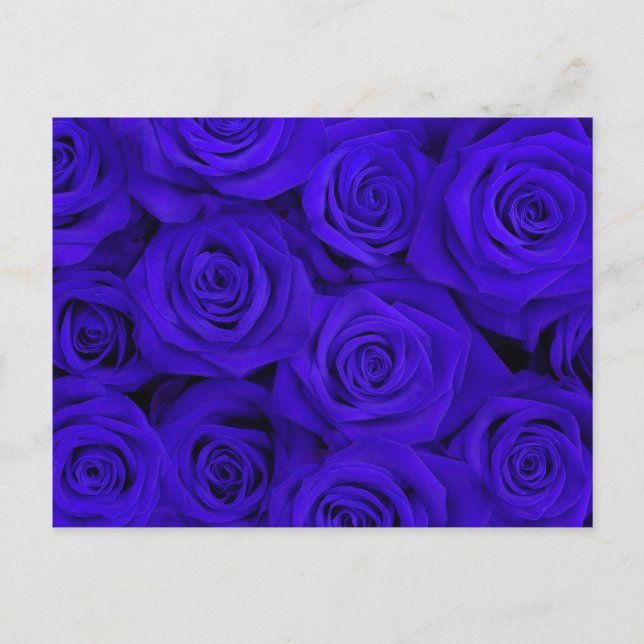 Blue Spectacular Roses Postcard (Front)