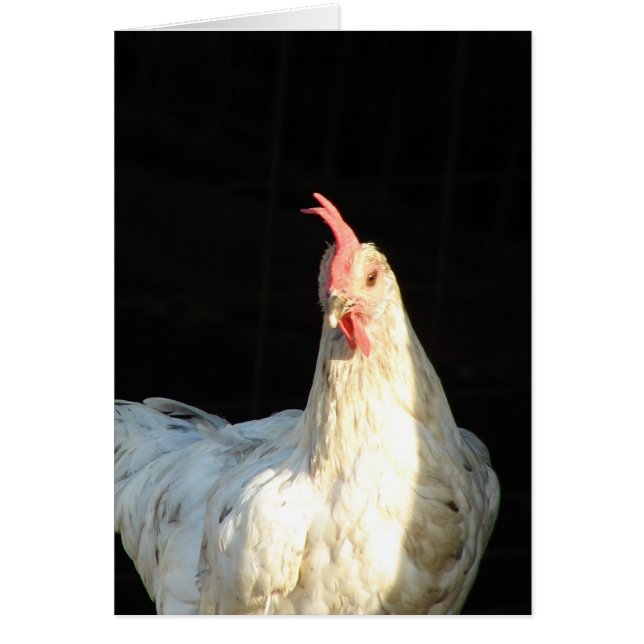 Blue Splash Hen (Front)