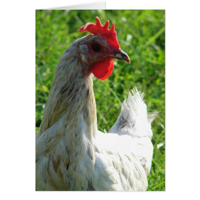 Blue Splash Hen (Front)