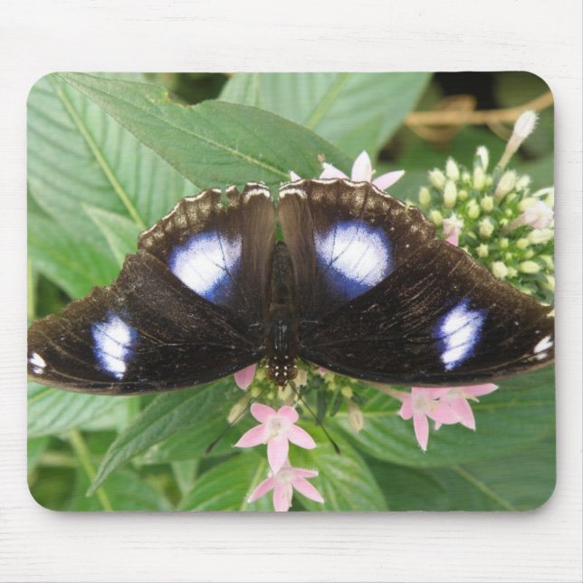 Blue Spotted Butterfly Mousepad (Front)