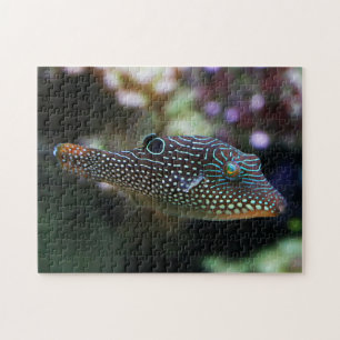 Blue Spotted Pufferfish Canthigaster Solandri Jigsaw Puzzle