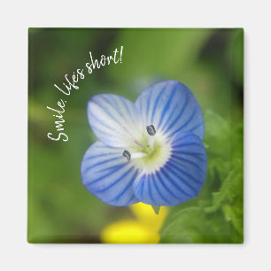 blue spring - magnet