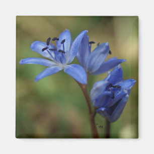 blue spring magnet