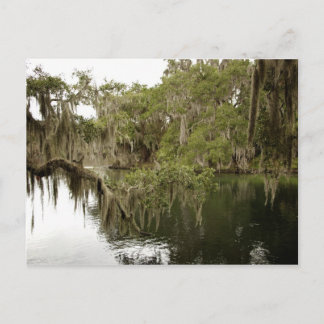 Blue Springs State Park Photo Postcard