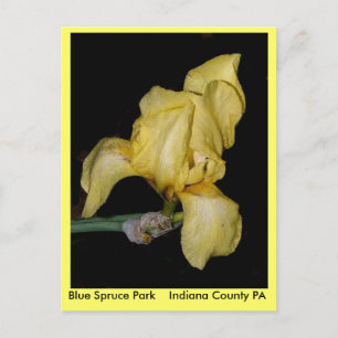Blue Spruce Park    Indiana County PA Postcard