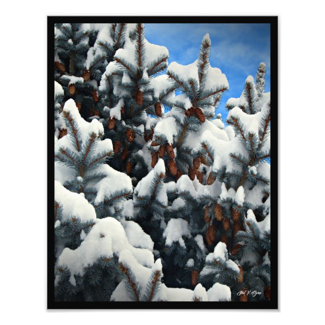 Blue Spruce Snow Cones Full Colour Wall Art Print (Front)