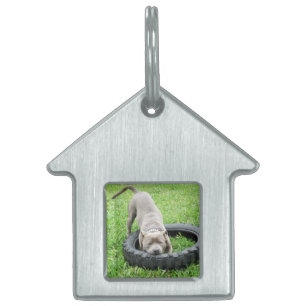 Blue Staffordshire Bull Terrier Play Time. Pet Name Tag