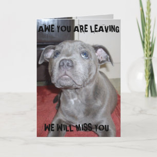 Blue Staffordshire Bull Terrier Puppy, Card