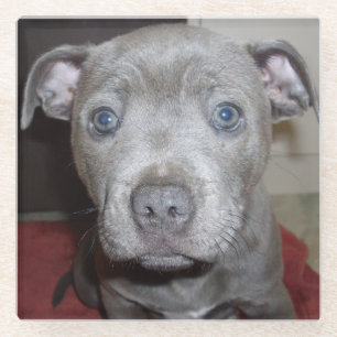 Blue Staffordshire Bull Terrier Puppy, Glass Coaster