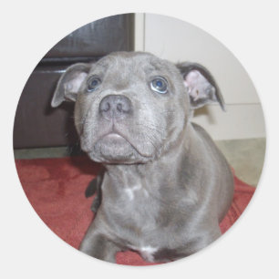 Blue Staffordshire Bull Terrier Puppy, Notebook Classic Round Sticker