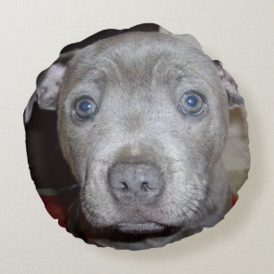 Blue Staffordshire Bull Terrier Puppy, Round Cushion