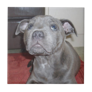 Blue Staffordshire Bull Terrier Puppy, Tile