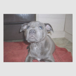 Blue Staffordshire Bull Terrier Puppy,  Tissue Paper