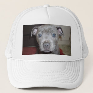 Blue Staffordshire Bull Terrier Puppy, Trucker Hat