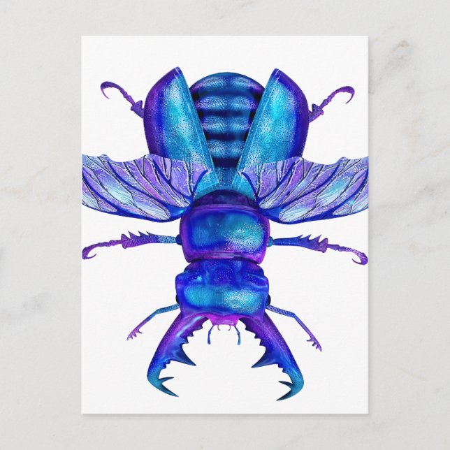 Blue Stag Beetle Postcard (Front)