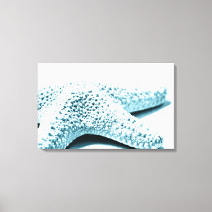 Blue Starfish Canvas Print