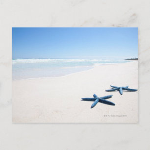 Blue Starfish Postcard