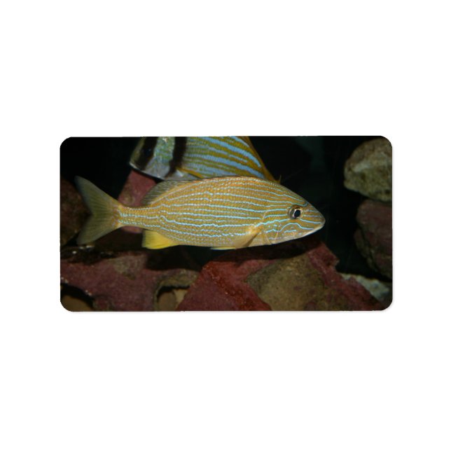 blue striped yellow fish saltwater animal label (Front)