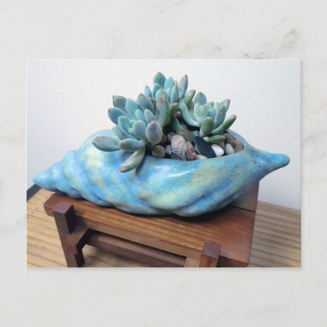Blue Succulent in Seashell by Succulent Designs Postcard (Front)