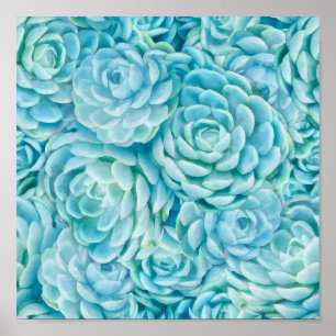 Blue succulents poster