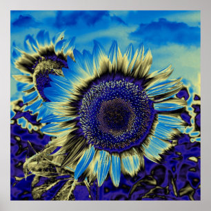 Blue Sunflower Poster