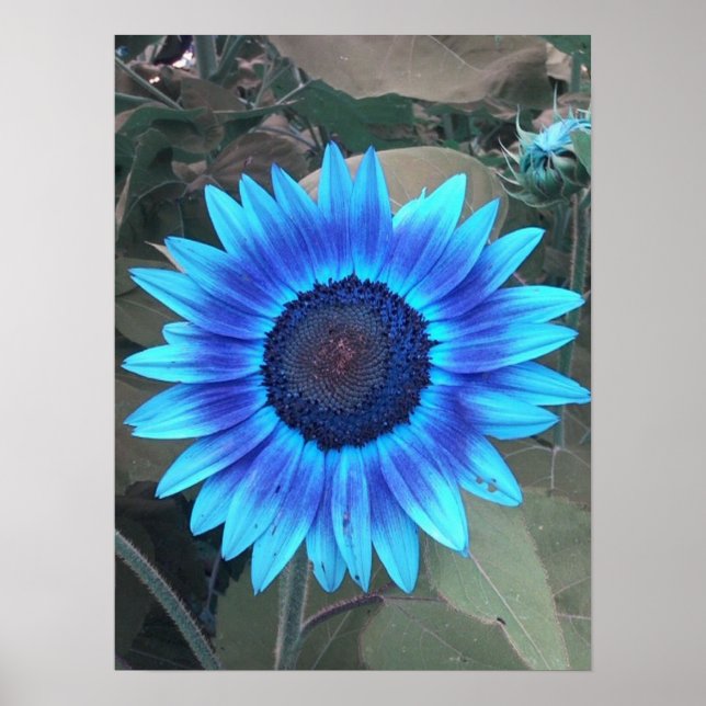 Blue Sunflower Poster (Front)