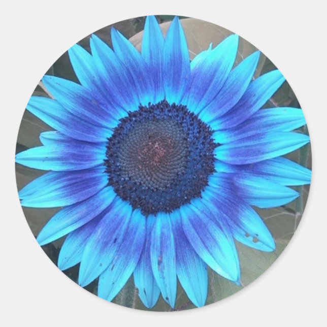 Blue Sunflower Stickers (Front)
