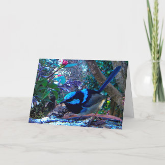Blue Superb Fairy Wren, Australian bird Card
