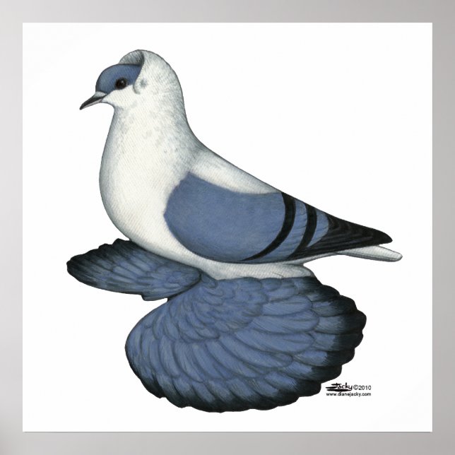 Blue Swallow Pigeon Poster (Front)