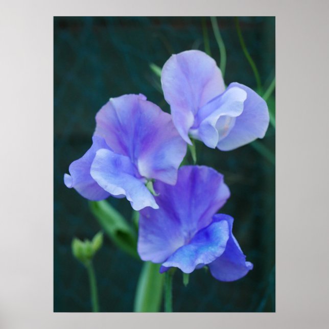 Blue Sweet Pea Flowers Poster (Front)