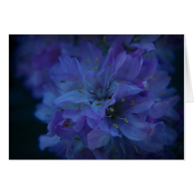 Blue Sweetheart. (Front Horizontal)