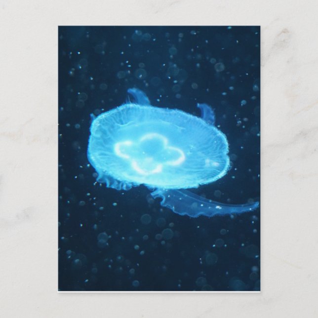 Blue Swimming Jellyfish Postcard (Front)