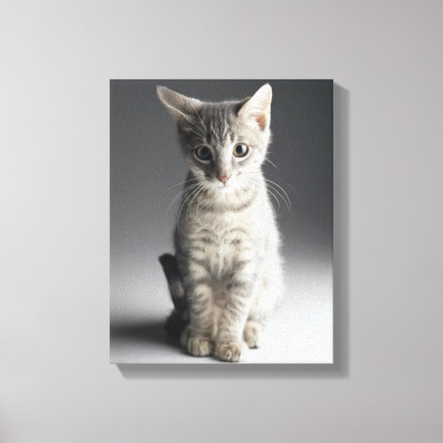 Blue Tabby Kitten Canvas Print (Front)