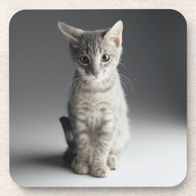 Blue Tabby Kitten Coaster (Front)