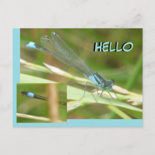 Blue Tailed Damselfly HELLO Postcard