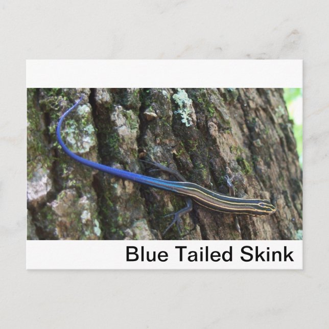 Blue Tailed Skink Close up Postcard (Front)