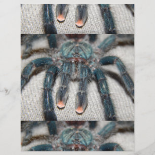 blue tarantula flyer