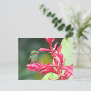 Blue-throated Goldentail Hummingbird Photo Postcard