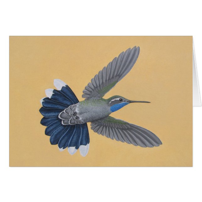 Blue-throated Hummingbird (Front Horizontal)