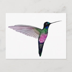 Blue-throated starfrontlet postcard