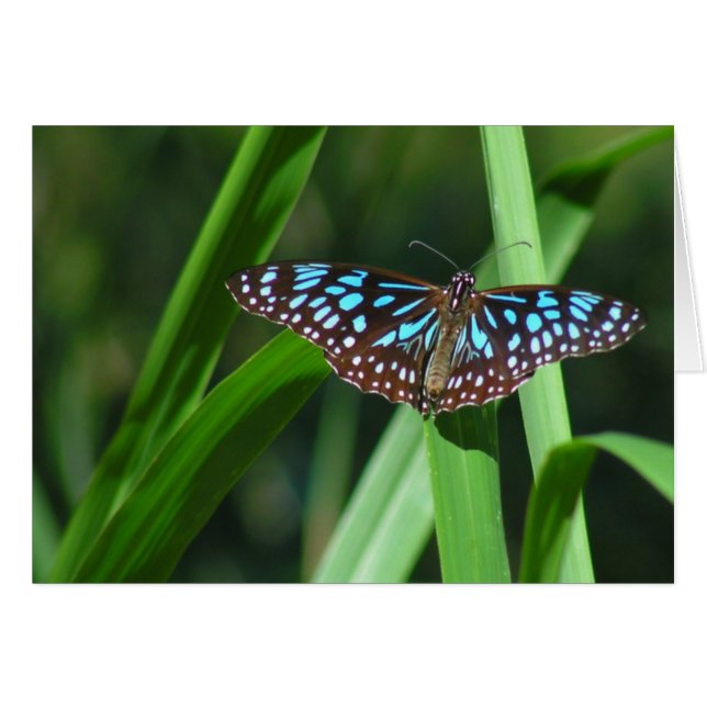 Blue Tiger Butterfly (Front Horizontal)