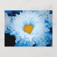 Blue Tinted Chrysanthemums Nature Photo Ukraine Po