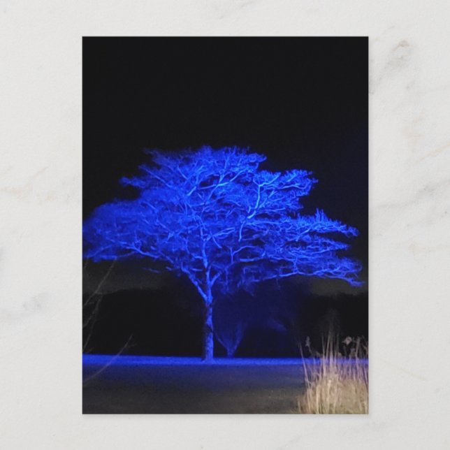 Blue Tinted Tree Postcard (Front)
