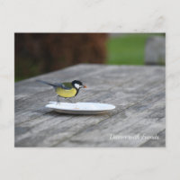 Blue Tit Feeding of a Cake Plate