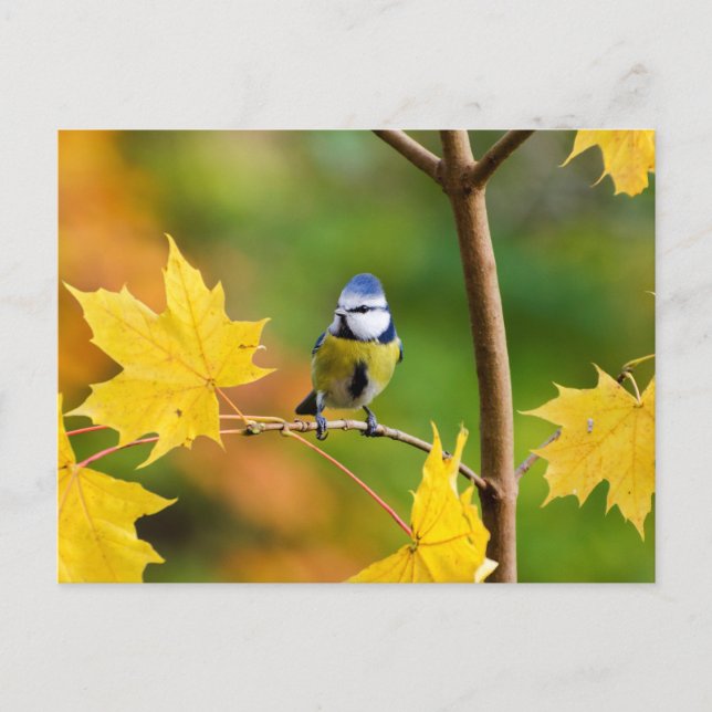 Blue Tit in Norway maple tree Postcard (Front)