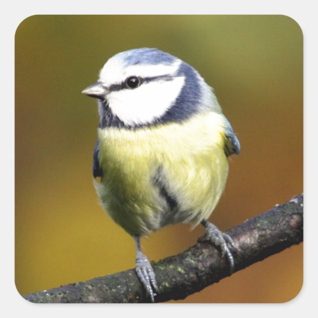 Blue tit sitting on a branch square sticker (Front)