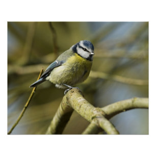 Blue tit sitting on tree branch poster