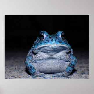 Blue Toad Poster