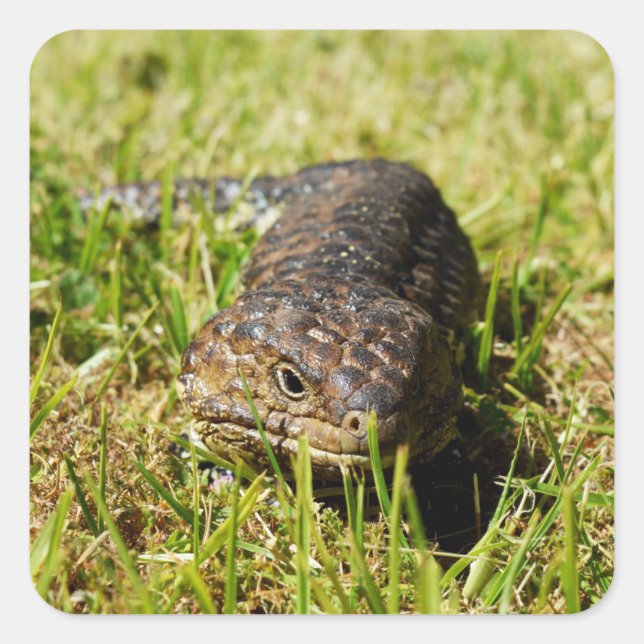 Blue Tongue Lizard Creeping In The Grass, Square Sticker (Front)