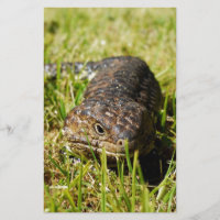 Blue Tongue Lizard Creeping In The Grass,